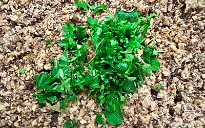 Переложите пробитую массу на сковородку и обжаривайте все вместе 15–20 минут. За 5 минут до готовности добавьте половину пучка измельченной петрушки.