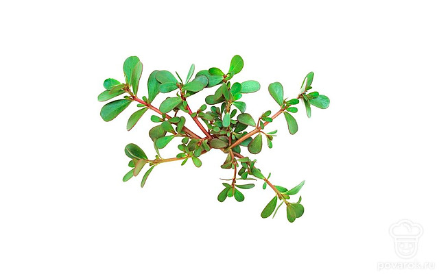 Дандур (портулак) — Рецепты с ингредиентом