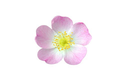 Лепестки шиповника