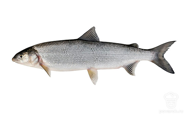 Нельма (белорыбица) — Рецепты с ингредиентом