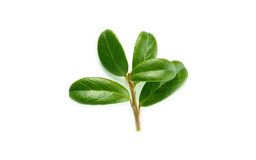 Листья брусники