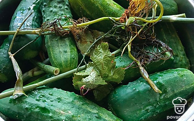 Выложить все слоями: огурцы, листья, чеснок, огурцы, листья, чеснок, хрен. Огурцы должны быть уложены плотно.