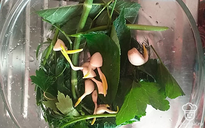 Листья красной смородины, вишни, хрен, тархун, укроп промыть, положить на дно емкости. 